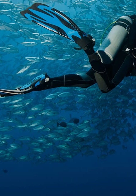 Diver swims with fish in the ocean, blue fins and scuba gear