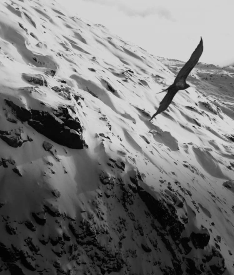 Black and white image of a bird flying over a snowy mountain range.