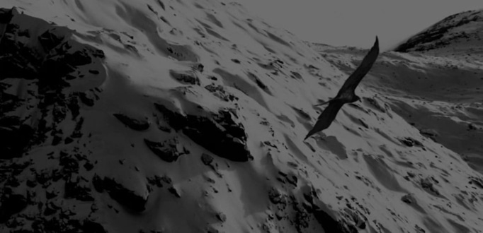 A bird soaring over a snowy mountain range in black and white.