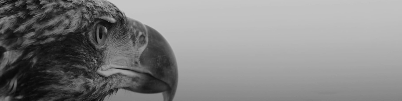 Close-up of an eagle's head, eye and beak in black and white.