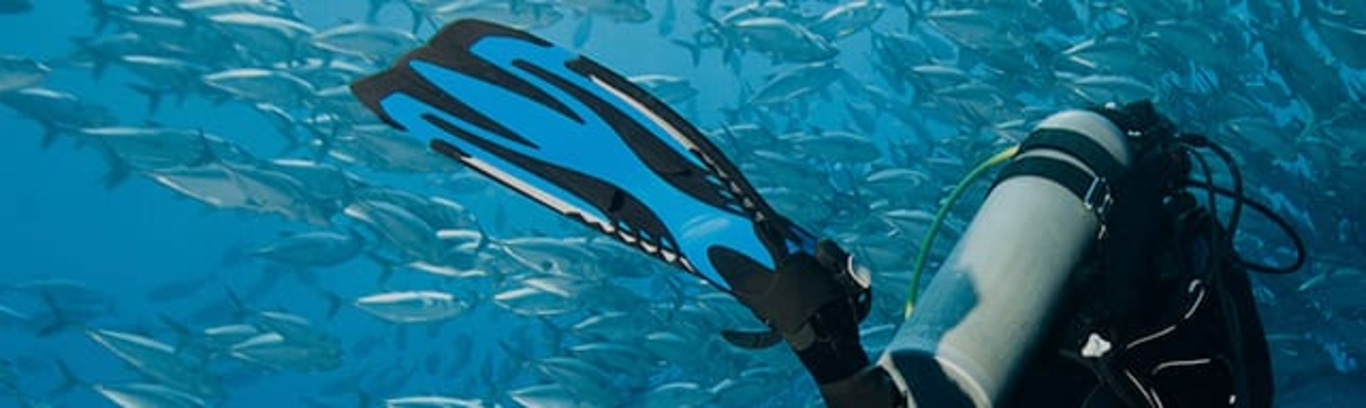 Diver with blue fins in the ocean with many fish swimming around.