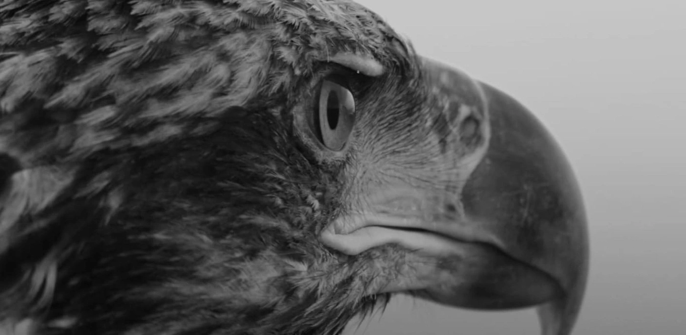 Close-up of an eagle's head, eye and beak in black and white, looking to the side.
